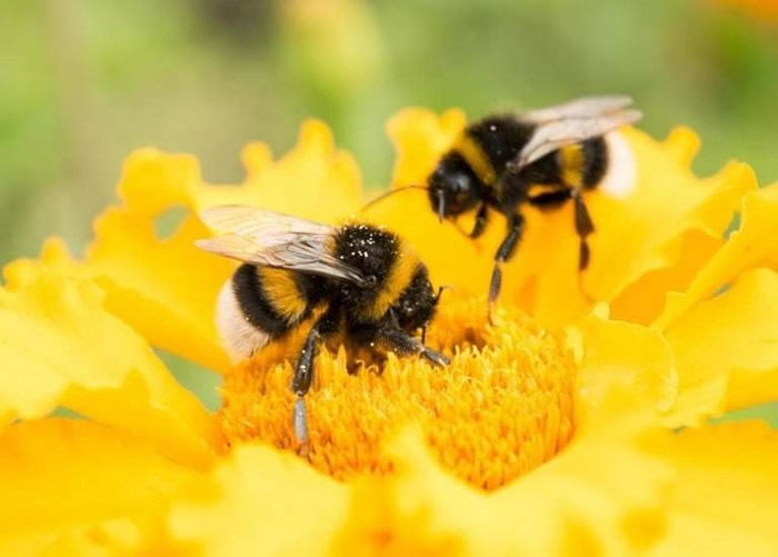 英国伦敦建11公里长蜜蜂走廊 助传播花粉扩大花圃面积