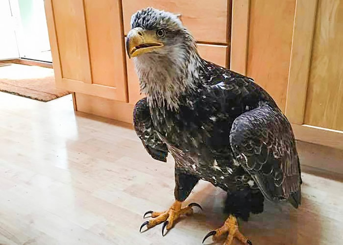 ��������˹�ӿƵ��ǿ�����2.4�׾�ӥ����ӡ��ݻ١�����