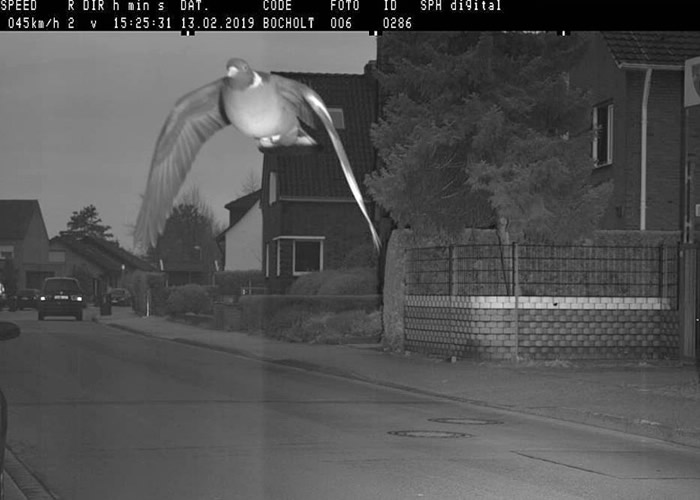 德国博霍尔特市警方公开测速照相机拍摄的相片:一只“超速”的鸽子