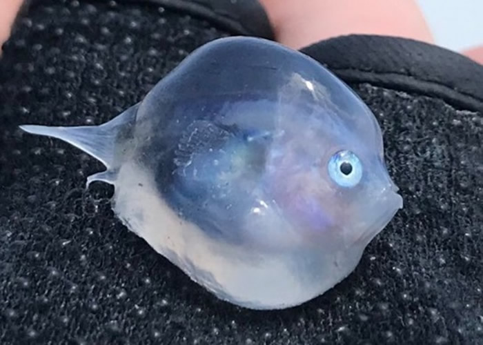 日本钓起的吞拿鱼腹内藏“透明果冻状生物” 网友:与动画“崖上的波儿”主角长相相似