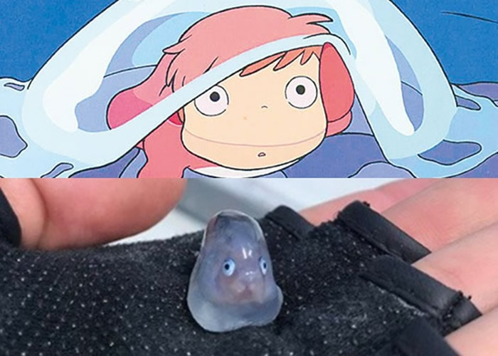 网友笑指小鱼(下图)与动画“崖上的波儿”主角(上图)长相相似。