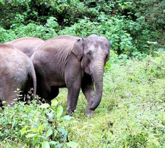 ������˫�������º���Ů�Ӳɲ���Ұ�󹥻����� ר�ң���������Ϯ����