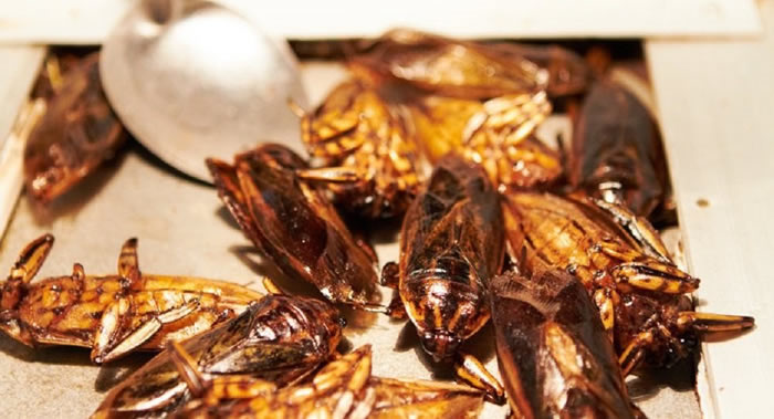 浙江大学城市昆虫研究所教授李飞:欧洲关于“可食昆虫”的研究很有前景