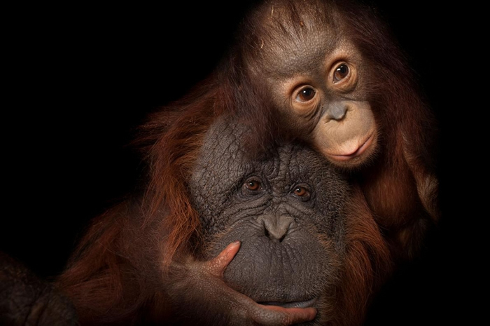 ��Σ�������޺�ë���ɣ�Bornean orangutan��������������ĸ�� PHOTOGRAPH BY JOEL SARTORE, NATIONAL GEOGR