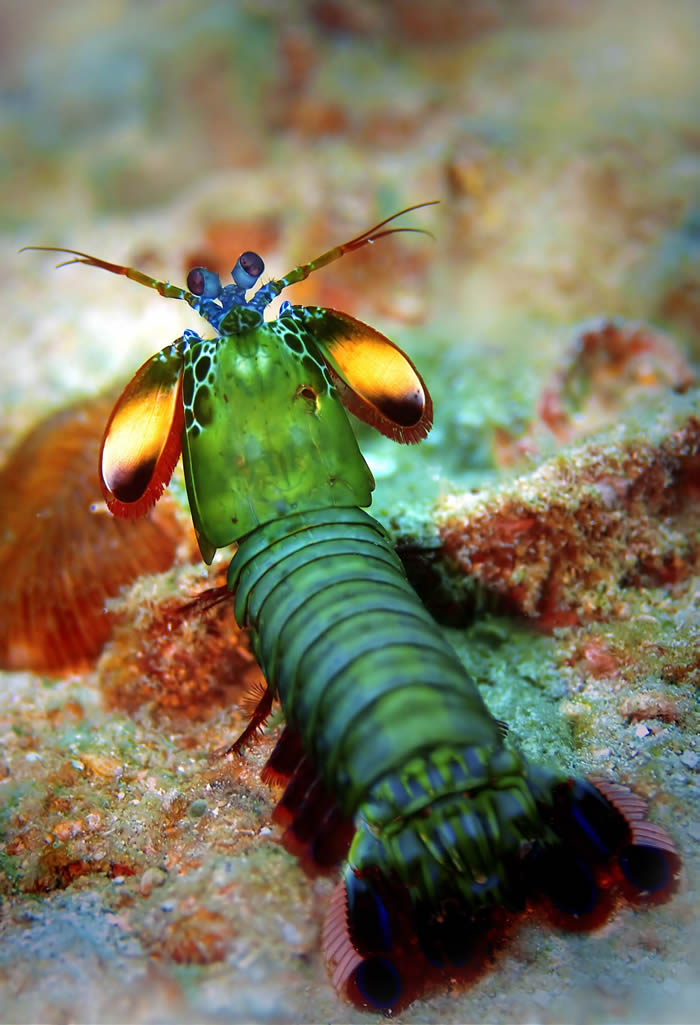 Ļɱ֣ȸβϺPeacock mantis shrimpγָϺOdontodactylus scyllarus