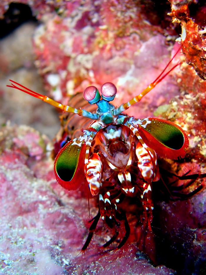 Ļɱ֣ȸβϺPeacock mantis shrimpγָϺOdontodactylus scyllarus