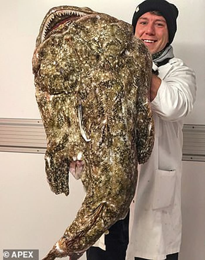 Josh Perkes������Twitter��Instagram��ҳ��չʾ���������