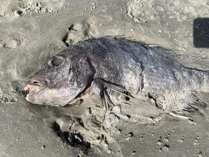 ���ż����������ݵ��㱻�������������������ݺ�̲ ר�ҳ�������