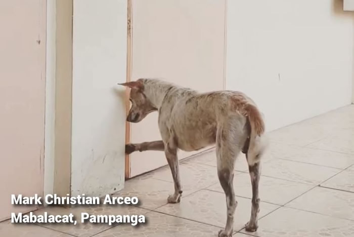 菲律宾的忠犬八公:教授心脏病发过世 相伴多年的流浪狗Buboy仍每天到教室外等对方