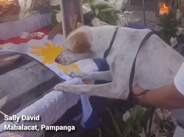 Buboy终于见到想念的教授,但对方已经无法再陪伴它。