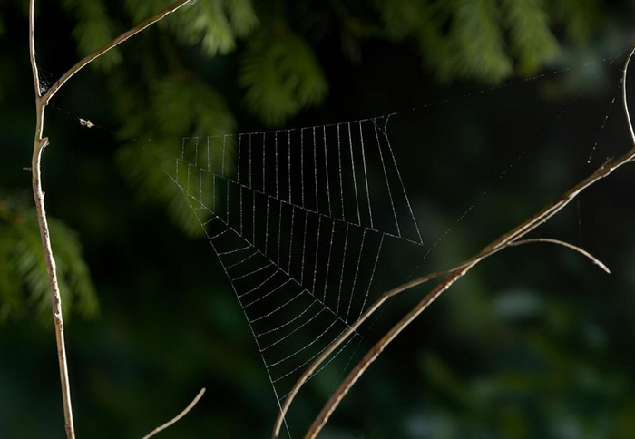 һֻHyptiotes֩ڸսõϵȴ PHOTOGRAPH BY STEPHEN DALTON, NATURE PICTURE LI