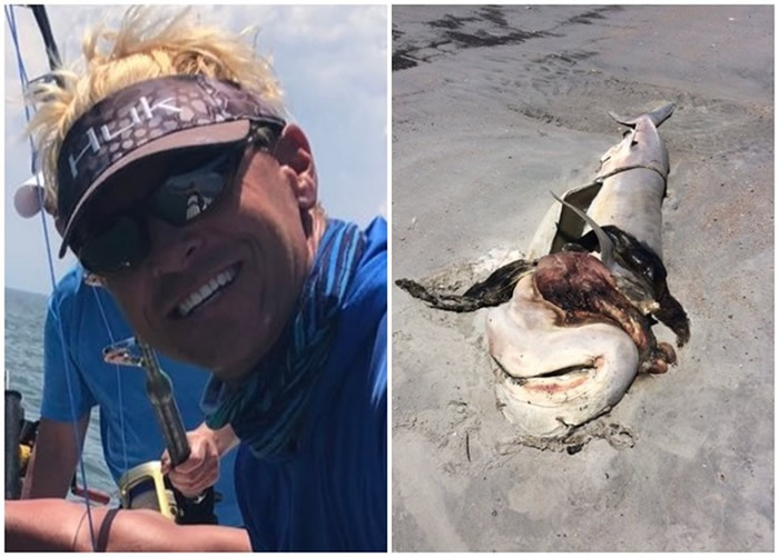 米哈洛夫(左图)发现该条遭离奇剖腹的虎鲨尸(右图)。