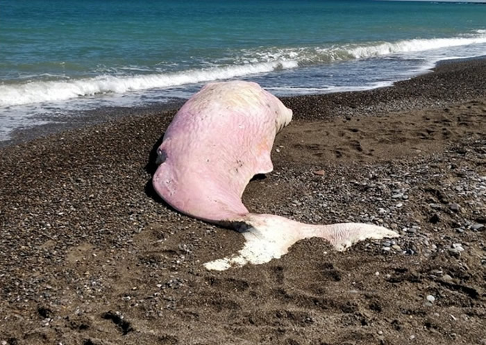 �ۺ�ɫĨ�㾨������������ﺣ̲��ǳ���� θ�������ܽ�����