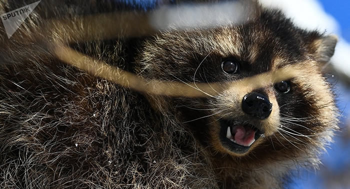 Ӣ��ŵ���������������޴�����⵽��ֻ���ݵ��������Ϯ��