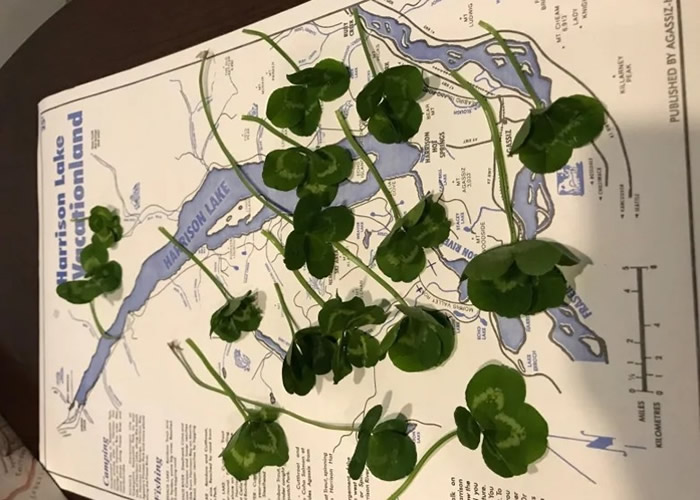 ôһڲɵ300׳ơ˲ݡҶ Զ15в