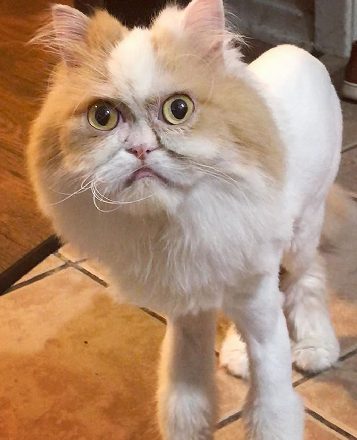 һֻµĳëǡ·׵Ĳ˹èᵽ²ˬèƺ