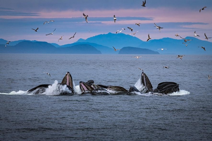 Ǿڰ˹밶Զĺ棬۲첢оͷΪ PHOTOGRAPH BY BRIAN J. SKERRY, NATIONAL GEO