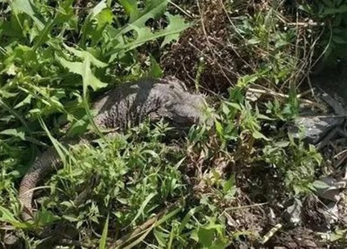 �㽭̨��������ũ���������Լ�����ֻ����β�� ���ԭ����......