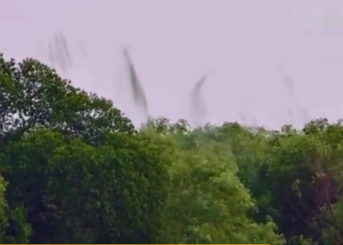 ���ճ����Ͽվ��֡��������� ר��ָ��ҡ�á�����̬��������