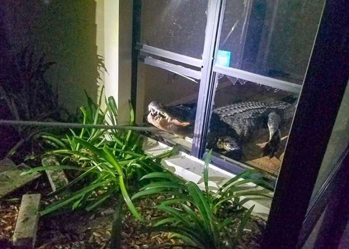 鳄鱼打破玻璃,继而闯入厨房。