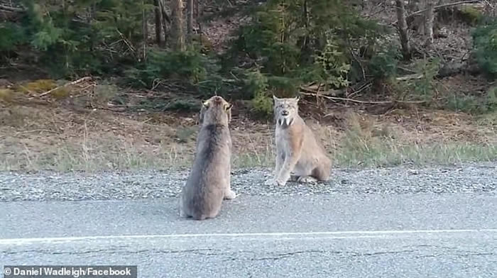 美国缅因州两只猞猁怒视对方 发出酷似人类的尖叫声