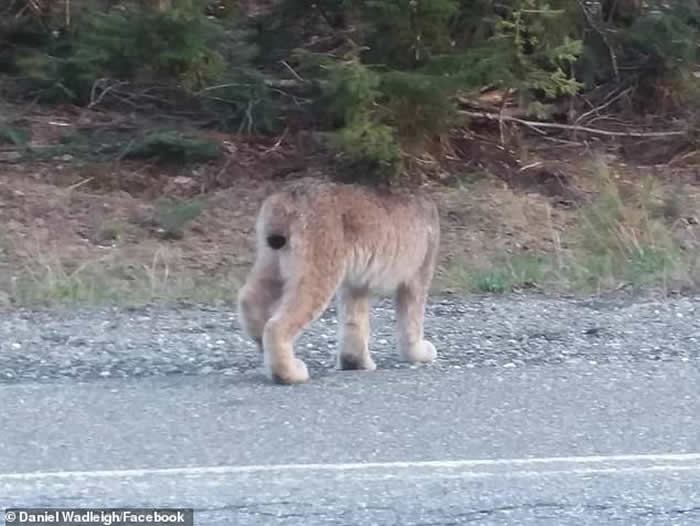 美国缅因州两只猞猁怒视对方 发出酷似人类的尖叫声