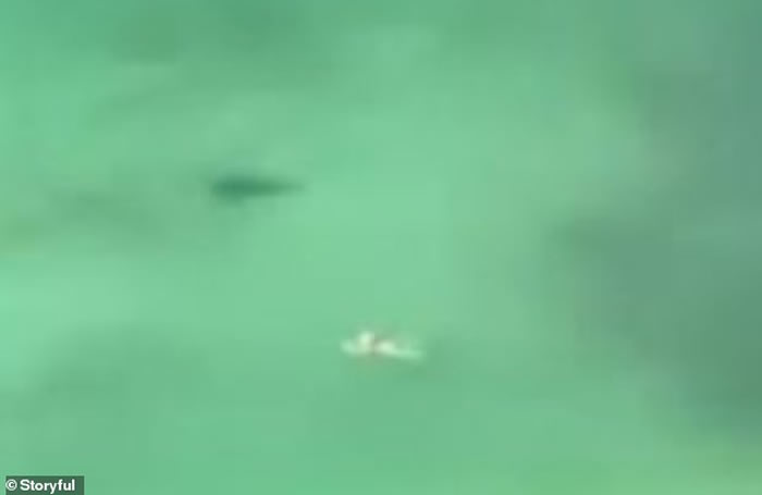 美国佛罗里达州女游客和鲨鱼一起游泳却还浑然不知