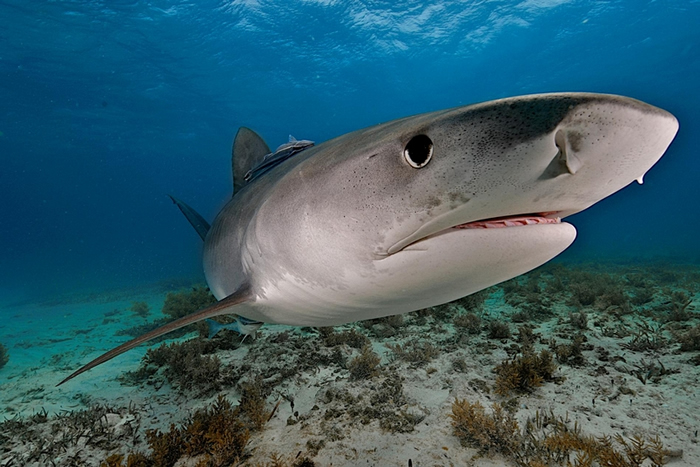 一头鼬鲨（tiger shark）在巴哈马外海游泳。 这种掠食者也是完美无缺的食腐动物，具备绝佳的视觉与嗅觉。 PHOTOGRAPH BY BRIAN J. S