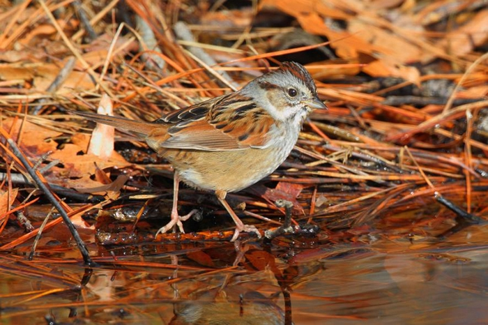 һֻcswamp sparrowݺˮҰﱣʳ PHOTOGRAPH BY GEORGE GRALL, NAT GEO IMA