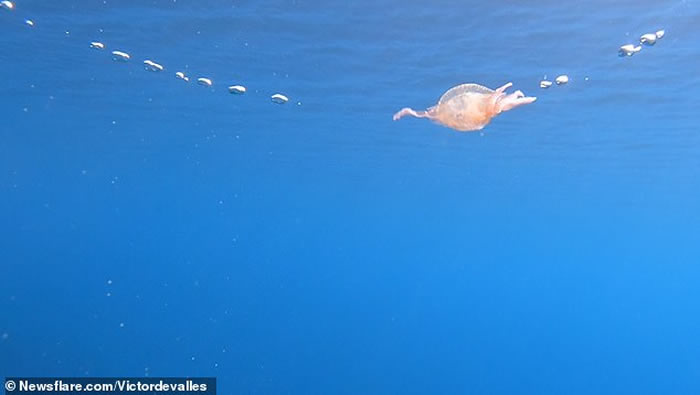 ������÷ŵ����������ˮĸ��������Ȧ�������òŽ���