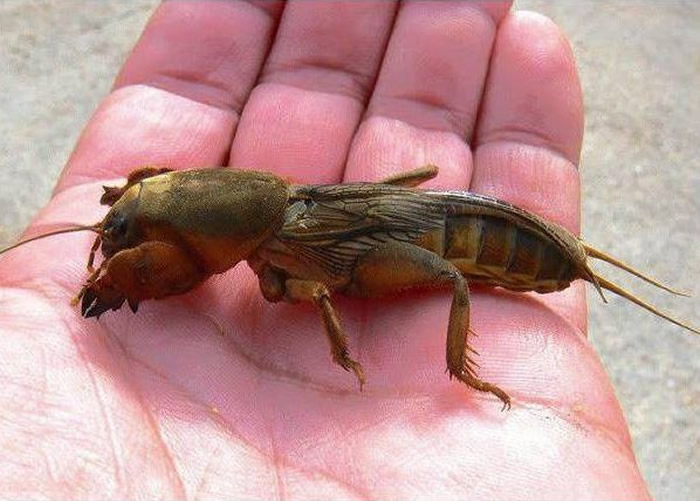 内蒙古包头市“月橘”盆栽每晚发吱吱怪声 挖开后“异形怪虫”蝼蛄窜出