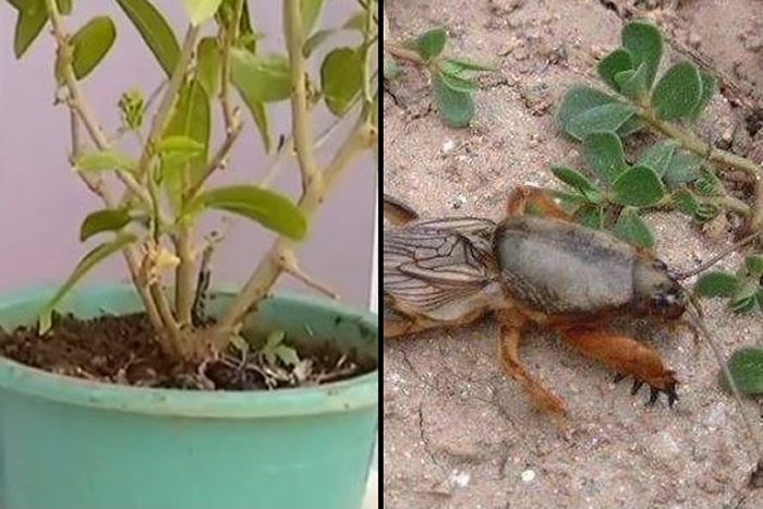 内蒙古包头市“月橘”盆栽每晚发吱吱怪声 挖开后“异形怪虫”蝼蛄窜出