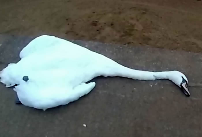 Ӣ�������ӿ����Ϲ�԰���迴����첻ˬ ����ǰһ��ץס�����ӵ�������