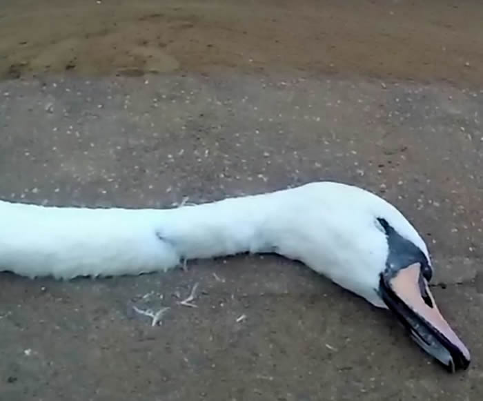 Ӣ�������ӿ����Ϲ�԰���迴����첻ˬ ����ǰһ��ץס�����ӵ�������