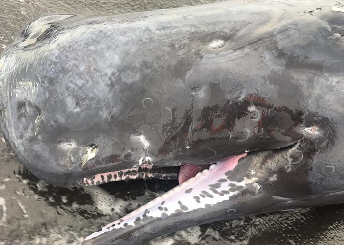 ̨��������׳Χ�簶��Ĩ�㾨��ǳ���� ���ؽ���������4��