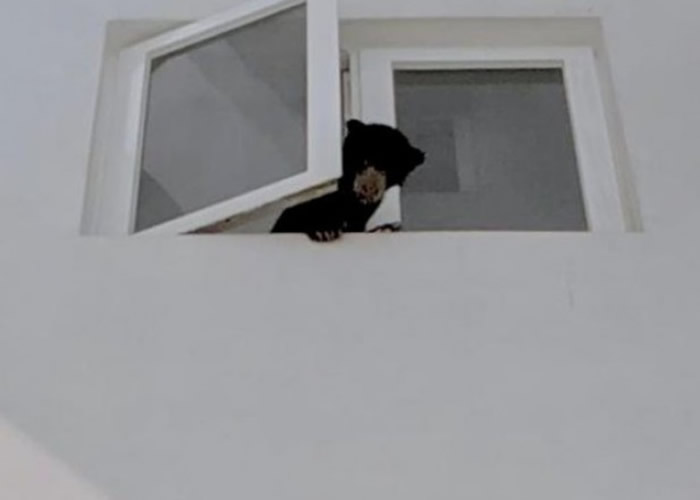 马来西亚吉隆坡大厦不断传出怪声 竟揭女歌手藏马来熊