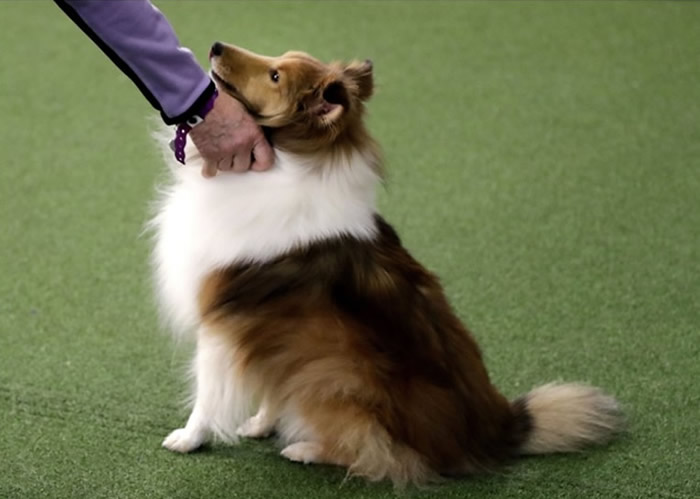 瑞典林雪平大学研究发现:主人经历压力 其饲养