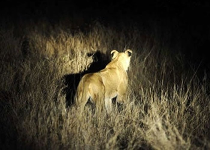 �Ϸ�����������14ֻʨ�������³����ҹ�԰ ������������