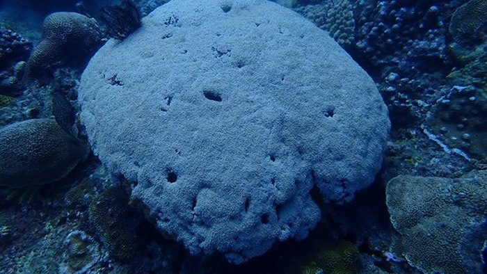 热心潜水客回报,指遭刻名的活珊瑚目前已恢复原样。