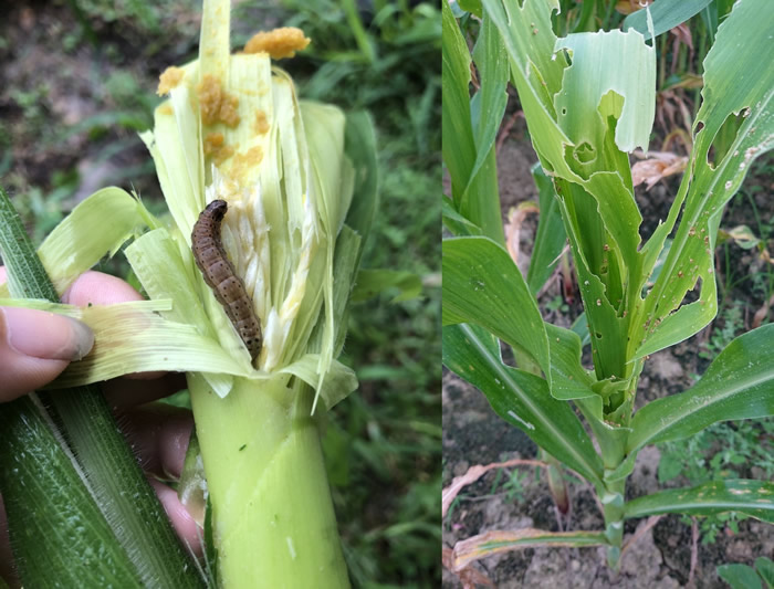 台湾苗栗出现首例秋行军虫 一个晚上能飞250公里