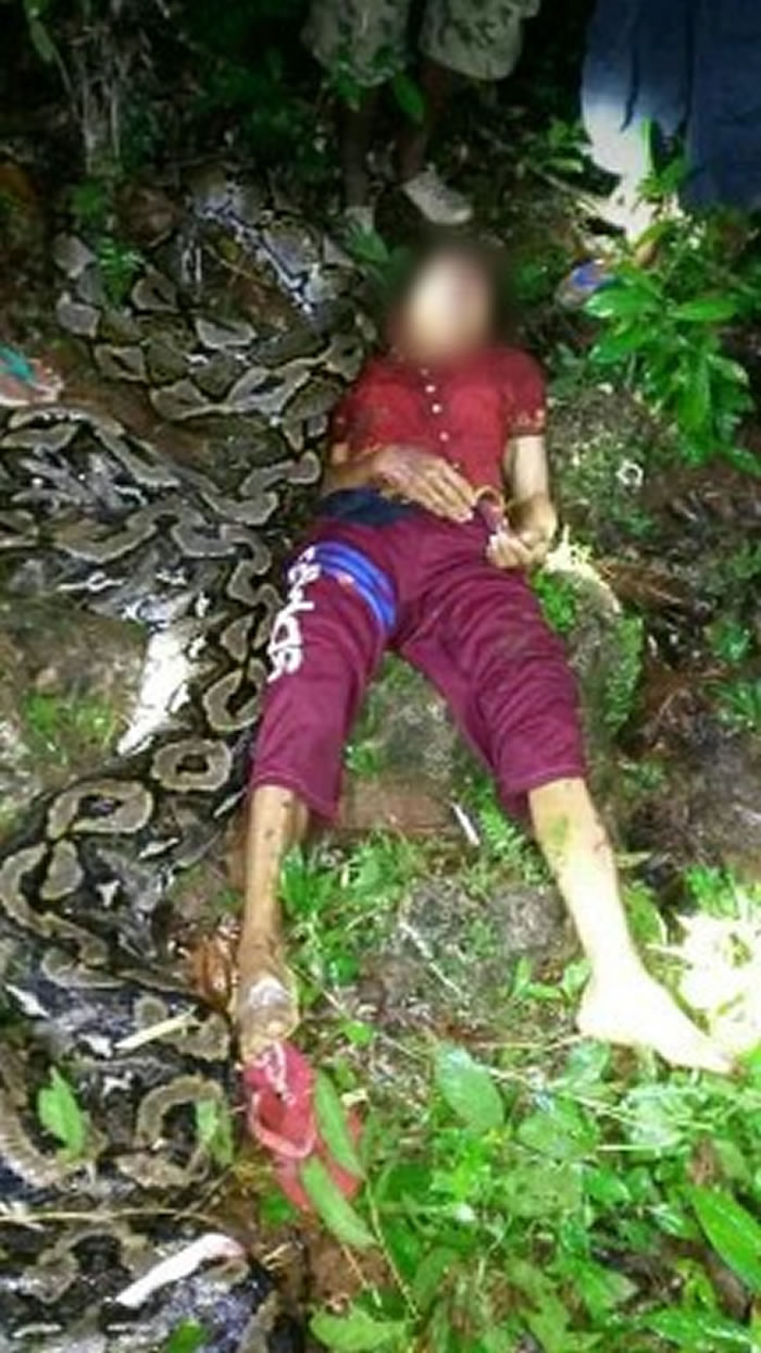 印尼55岁女子返家途中突然遭巨蟒缠绕 惨遭活活绞死