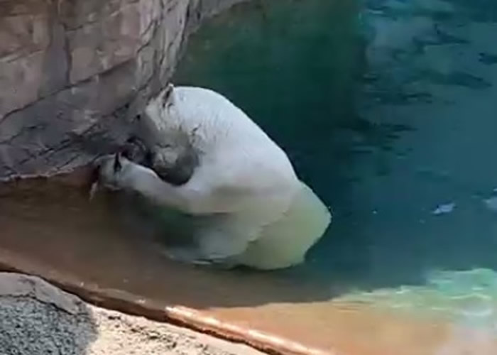 ����ʥ���궯��԰������Ȧ��������СѼ�Ե�