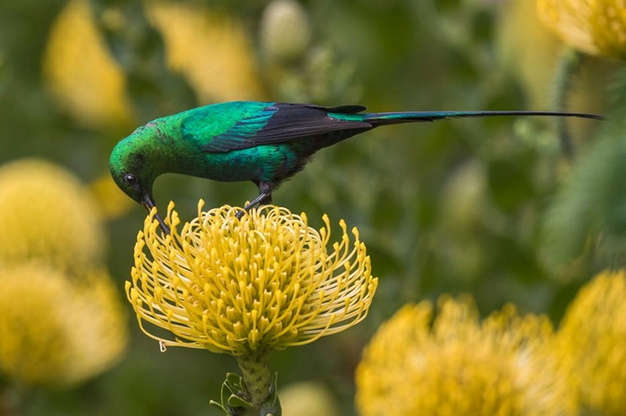 ϷǿնԼ13Ŀ˹̹˹ֲ԰Kirstenbosch National Botanical GardenУһֻȸʯɫNec