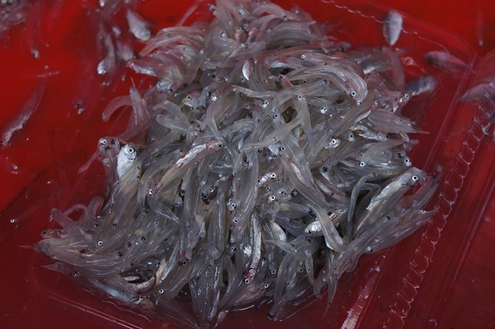 这一盒待售中的魩仔鱼,你能看出里面可能有不同的种类吗?