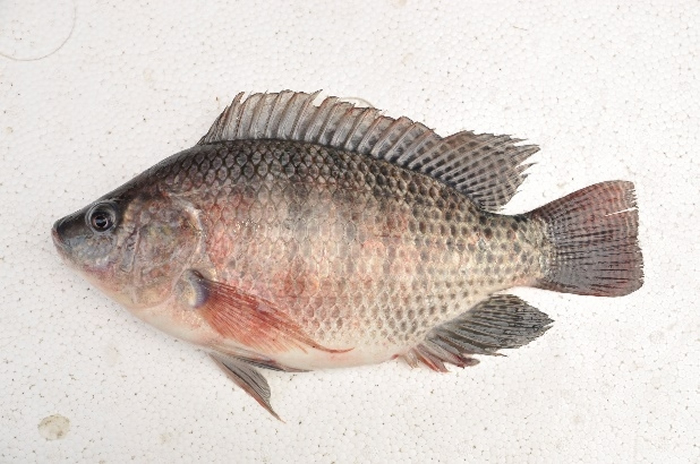 台湾鲷又称为吴郭鱼,因适应力及抗病性皆佳、生产成本较低,故引进推广人工养殖