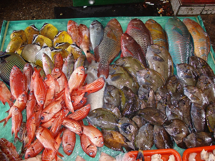 珊瑚礁鱼类生物多样性高,生态上扮演相当各种不同的重要角色,且因资源恢复不易,海鲜指南已将鹦哥鱼、刺尾鲷、蝴蝶鱼、金鳞鱼、石鲈、裸胸鯙等珊瑚礁鱼类归为避免食用。