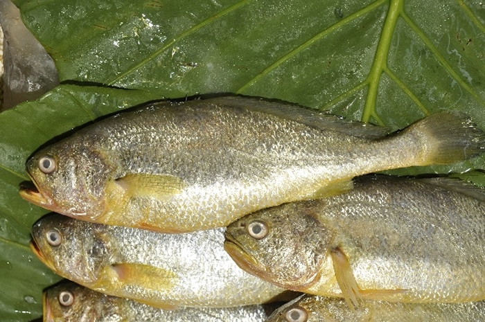 野生黄鱼已极为少见,目前市面上皆为中国大陆所养殖。