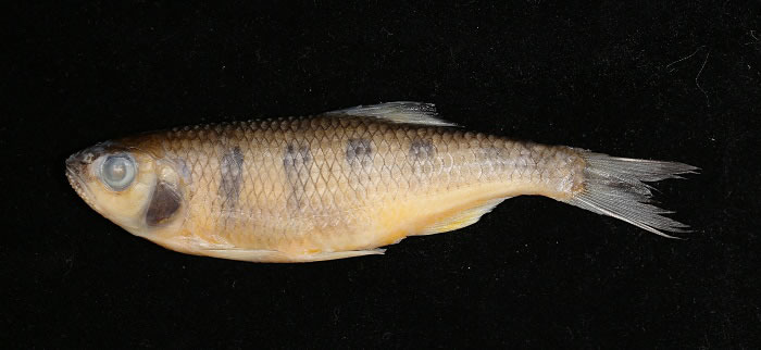 中缅联合发表缅甸北部葡萄地区鲤科鱼类新种——葡萄真马口波鱼Opsarius putaoensis