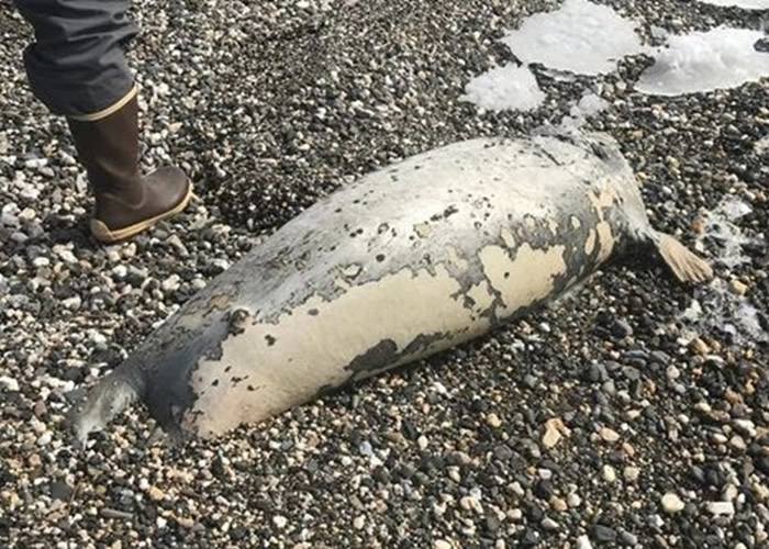 ����60ֻ����ʬ�������������˹�������� ������֯������ʧְ