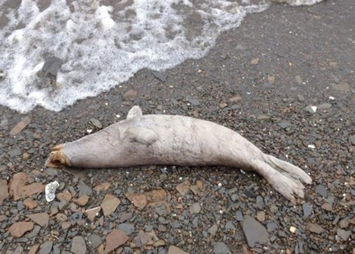 ����60ֻ����ʬ�������������˹�������� ������֯������ʧְ